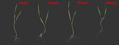 Effects of polystyrene microplastics on the growth and metabolism of highland barley seedlings based on LC-MS